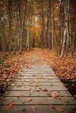 Woodland Path Posters by Michael Hudson