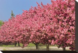 Crabapple Blossoms Stretched Canvas Print by Mike Grandmaison