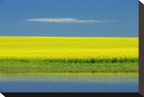Cloud and Canola Stretched Canvas Print by Mike Grandmaison