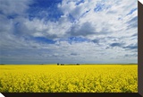Canola and Graineries Stretched Canvas Print by Mike Grandmaison