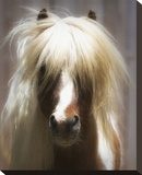 Shetland Pony Stretched Canvas Print by Melanie Snowhite