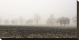 Tree Line in Fog Stretched Canvas Print by Richard Desmarais