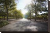 Into the Vineyard Stretched Canvas Print by Ryan Hartson-Weddle
