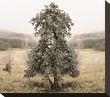 Frost Covered Lone Tree Stretched Canvas Print by Richard Desmarais