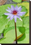 Water Lilly I Stretched Canvas Print by Jan Michael Ringlever
