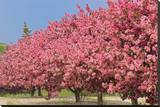Crabapple Blossoms Stretched Canvas Print by Mike Grandmaison