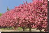 Crabapple Blossoms Stretched Canvas Print by Mike Grandmaison