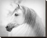 Savino Stretched Canvas Print by Melanie Snowhite