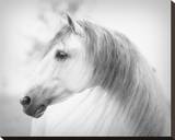 Savino Stretched Canvas Print by Melanie Snowhite