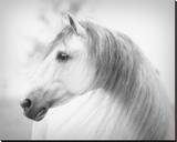 Savino Stretched Canvas Print by Melanie Snowhite