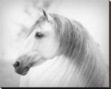 Savino Stretched Canvas Print by Melanie Snowhite