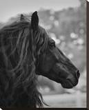 Black Stallion Stretched Canvas Print by Melanie Snowhite