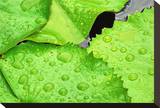 Water Droplets on Lilly Pads Stretched Canvas Print by Jan Michael Ringlever