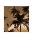 Palm Tree Prints by Jean-François Dupuis