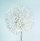 Dandelion II Affiches par Kevin Twomey