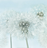Dandelion I Posters by Kevin Twomey