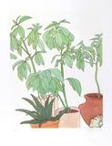 Still Life, Plants Limited Edition by Vasilios Janopoulos