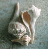 Whelks Print by Glen & Gayle Wans