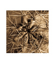 Cactus Prints by Jean-François Dupuis