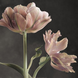 Tulip II Posters by Sondra Wampler