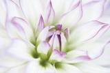 Dahlia Póster por Dawn LeBlanc Dahlia Póster por Dawn LeBlanc