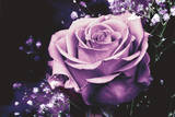 Rose on Black Affiches