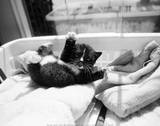 Kitten Laundry Prints by Kim Levin