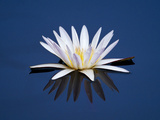 Water Lilies, Botswana Fotografie-Druck von Frans Lanting