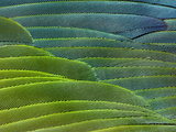 Military Macaw Wing Feathers, Ara Militaris, Peru Photographic Print by Frans Lanting