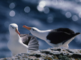 Black-Browed Albatrosses Courting, Thalassarche Melanophrys, Falkland Islands Photographic Print by Frans Lanting