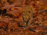 Leopard Male Stalking, Panthera Pardus, Namibia Photographie par Frans Lanting