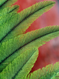 Resplendent Quetzal Feathers, Pharomachrus Mocinno, Costa Rica Photographie par Frans Lanting