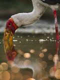 Yellow Billed Stork Foraging, Mycteria Ibis, Luangwa Valley, Zambia Photographic Print by Frans Lanting