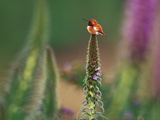 Rufous Hummingbird, Selaphorus Rufus, on Flower Stalk, Monterey Bay, California Photographie par Frans Lanting