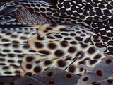Greater Argus Pheasant Male Wing Plumage, Argusianus Argus, Borneo Photographic Print by Frans Lanting