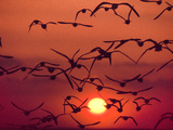 Shorebirds in Flight with Setting Sun, Delaware Bay, New Jersey Photographie par Frans Lanting