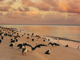 Laysan Albatross Juveniles on the Beach, Phoebastria Immutabilis, Midway Atoll, Hawaiian Leeward Is Photographie par Frans Lanting