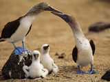 Blue-Footed Booby Pair with Chicks, Sula Nebouxii, Galapagos Islands Photographic Print by Frans Lanting