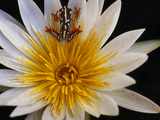 Reed Frog, Hyperolius Sp., in Water Lily, Okavango Delta, Botswana Fotografie-Druck von Frans Lanting