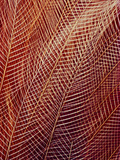 Bird of Paradise Tail Feathers, Paradisaea Raggiana, California Academy of Sciences, San Francisco Photographic Print by Frans Lanting