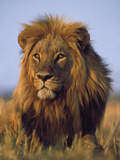Lion, Panthera Leo, Chobe National Park, Botswana Photographic Print by Frans Lanting