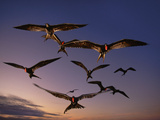 Magnificent Frigate Birds in Flight, Fregata Magnificens, Galapagos Islands Photographic Print by Frans Lanting