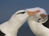 Black-Browed Albatrosses Courting, Thalassarche Melanophrys, Steeple Jason, Falkland Islands Photographic Print by Frans Lanting