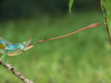 Parson's Chameleon Striking Insect, Calumma Parsonii, Mantadia National Park, Eastern Madagascar Photographic Print by Frans Lanting