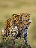 Leopard Licking Cub, Panthera Pardus, Masai Mara National Reserve, Kenya Photographie par Frans Lanting