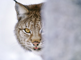 Eurasian Lynx Hiding Behind Tree, Lynx Lynx, Finland Photographic Print by Frans Lanting