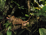 Bornean Crested Lizard, Gonocephalus Grandis, Danum Valley, Sabah, Borneo Photographic Print by Frans Lanting