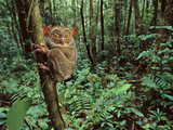 Western Tarsier Clinging to Tree, Tarsius Bancanus, Sabah, Borneo Photographic Print by Frans Lanting