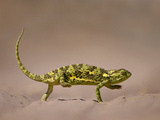 Flap-Necked Chameleon Crossing Sand, Chamaeleo Dilepis Dilepis, Makgadikgadi Pans, Botswana Photographic Print by Frans Lanting