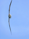 Laysan Albatross Flying in Storm Wind, Phoebastria Immutabilis, Hawaiian Leeward Islands Photographic Print by Frans Lanting